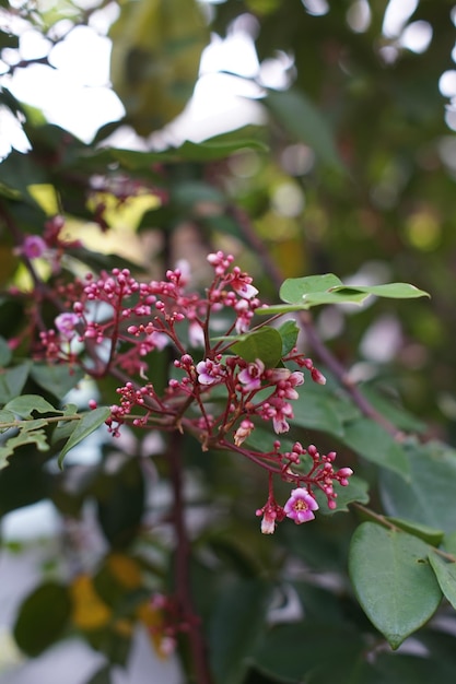 Flores de la planta de la fruta estrella que está floreciendo