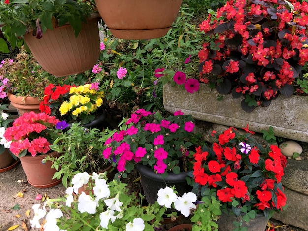 Flores en una planta en maceta