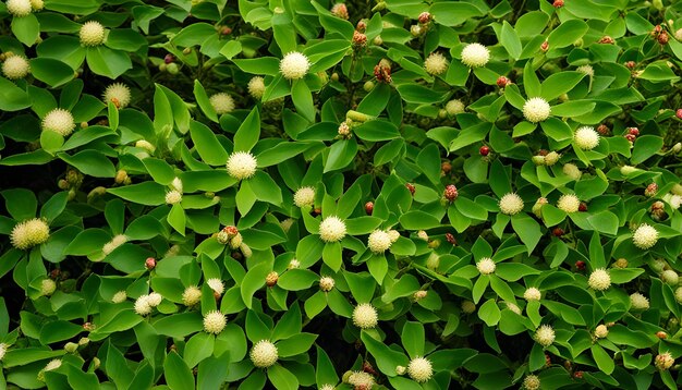 las flores de la planta son blancas y verdes