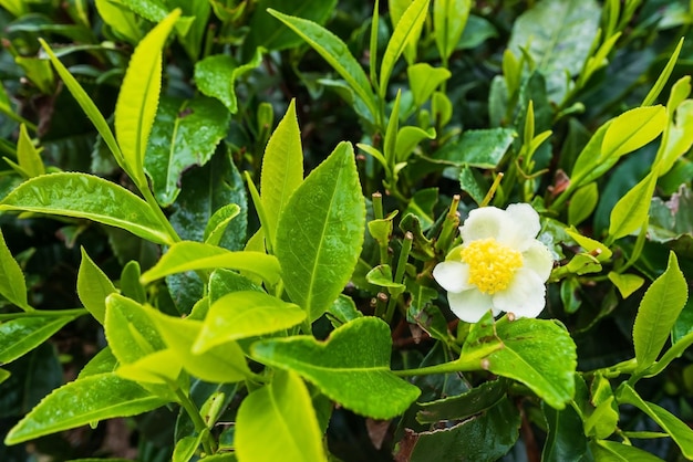 Flores de la planta de té en la plantación