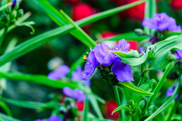 Flores de la planta tradescantia en un macizo de flores