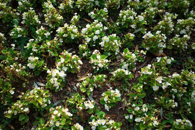 Flores plantadas en diagonal en el fondo de textura del parque de la ciudad