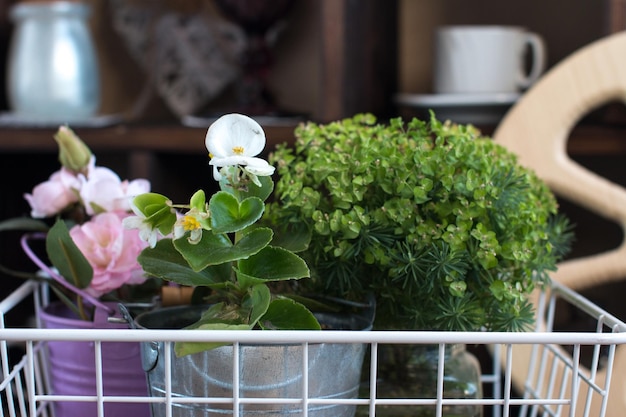 flores plantadas em baldes esmaltados mudas de flores de primavera