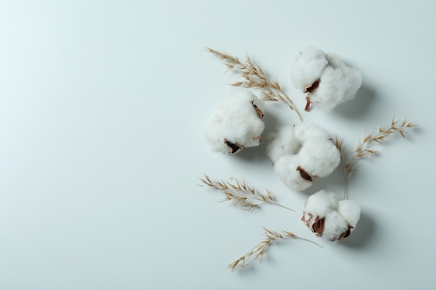 Foto flores de plantas de algodón en blanco