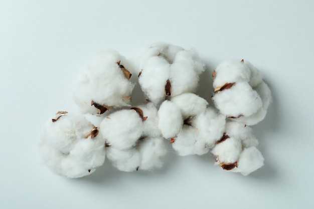 Flores de plantas de algodón en blanco