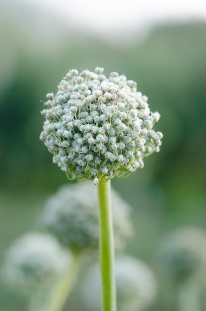 Flores de plantas de cebolla con fondo desenfocado Copiar espacio