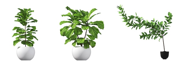 flores y plantas decorativas para el interior, aisladas en fondo blanco, ilustración 3D