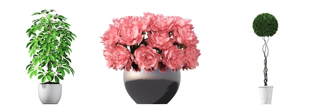 flores y plantas decorativas para el interior, aisladas en fondo blanco, ilustración 3D