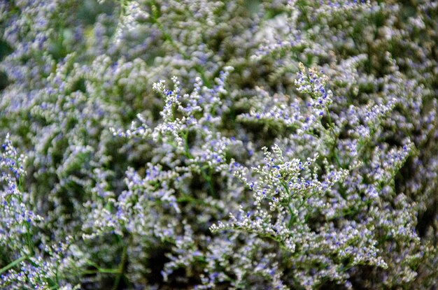 Flores plantas flores de jardín