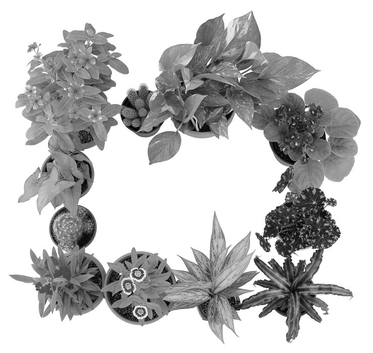 Foto flores y plantas en maceta formas negras y blancas aisladas sobre un fondo blanco