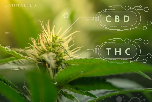 Flores y plantas de marihuana CBD THC estructura química fórmula industria del cannabis cultivo de cáñamo negocio farmacéutico CBD y THC constituyentes en cannabis y salud médica con espacio de copia