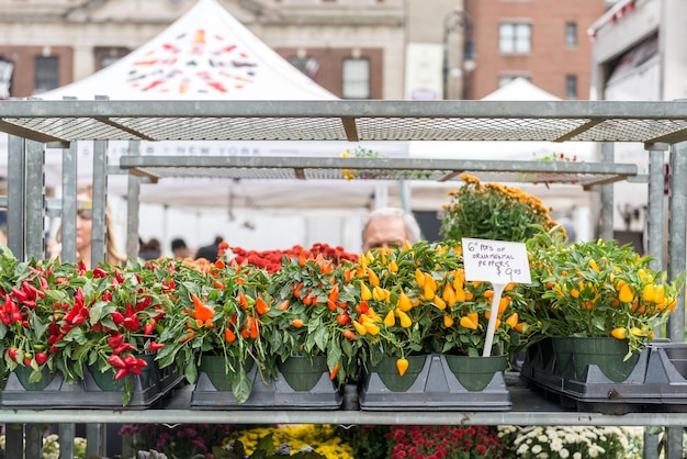 Flores y plantas en un mercado callejero en Nueva York