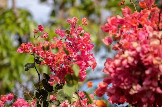 Flores de plantas ornamentales de la especie Bougainvillea glabra