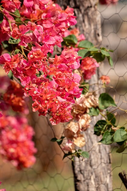 Flores de plantas ornamentales de la especie Bougainvillea glabra