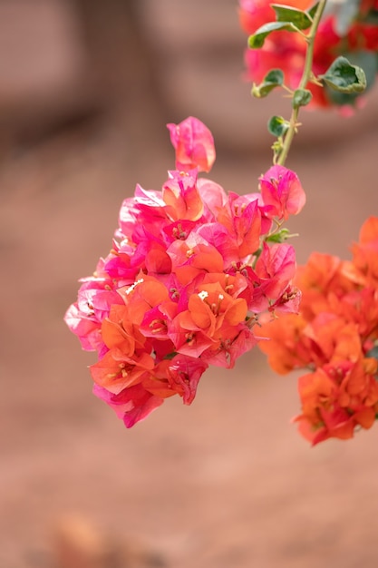 Flores de plantas ornamentales de la especie Bougainvillea glabra