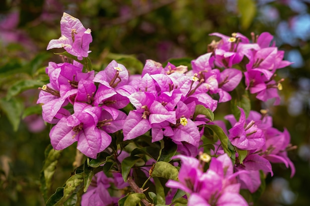 Flores de plantas ornamentales de la especie Bougainvillea glabra