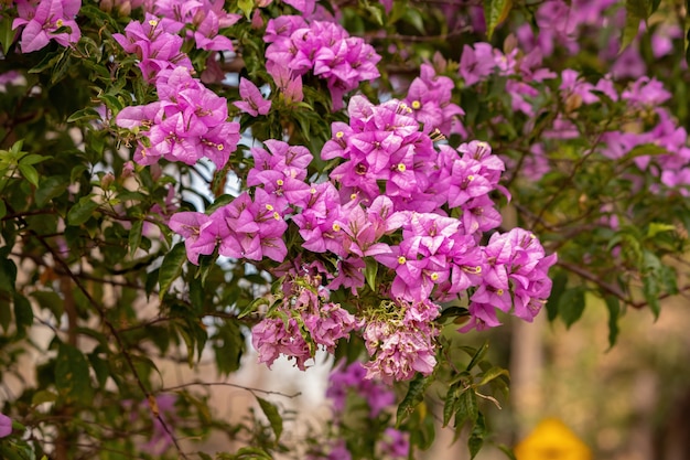 Flores de plantas ornamentales de la especie Bougainvillea glabra