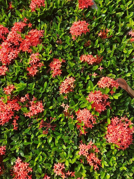 Foto flores y plantas rojas