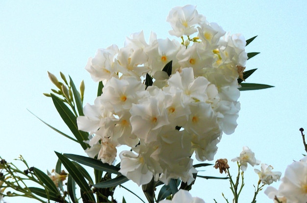 Flores y plantas de la selva tropical