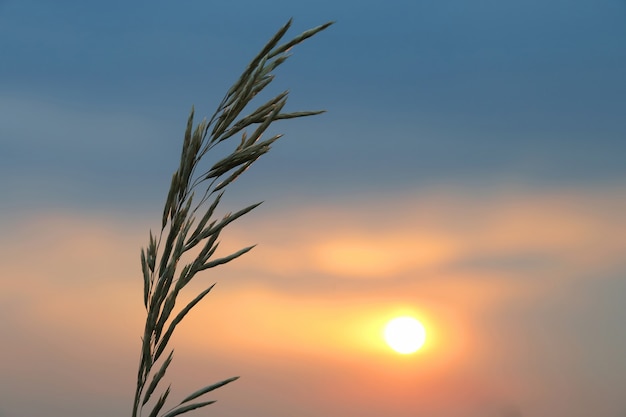 Flores de plantas de silueta contra el sol poniente