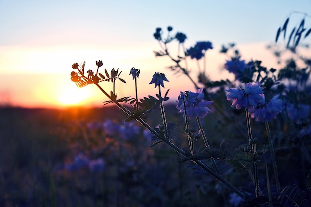 Flores de plantas de silueta contra el sol poniente