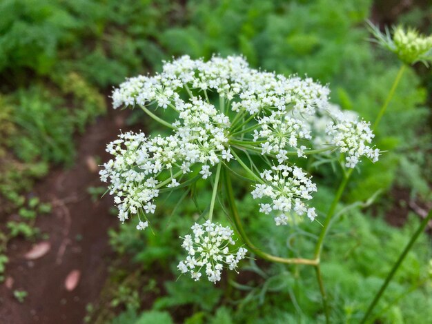 flores de plantas silvestres en el jardín