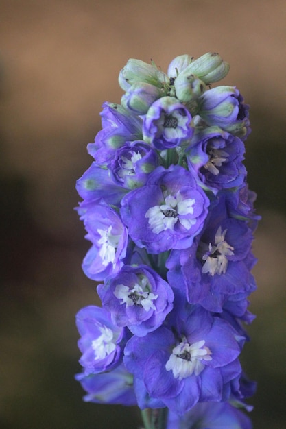 Las flores y las plantas tienen poderes de curación espiritual que pueden ayudar a las personas