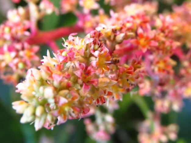 Las flores y las plantas tienen poderes de curación espiritual que pueden ayudar a las personas