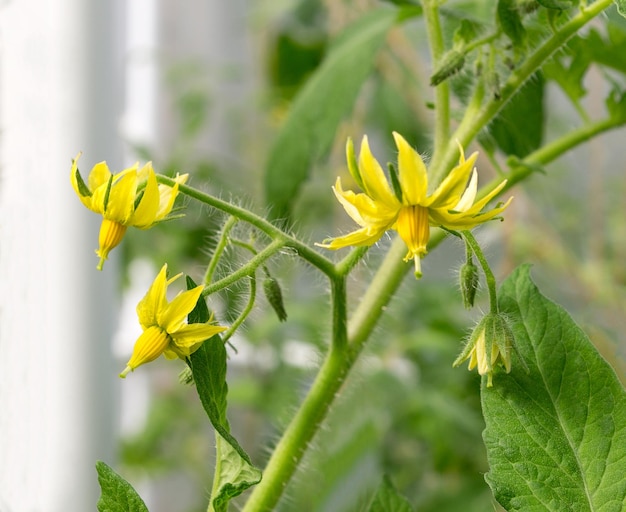 flores de plantas de tomate