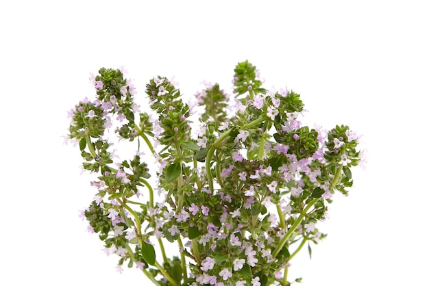 Flores de plantas de tomillo aisladas sobre fondo blanco Té de hierbas de tomillo
