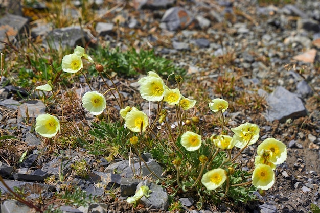 Flores y plantas Valle de montaña de las montañas de Altai Fabuloso paisaje de vida silvestre Plantas asombrosas Primer plano Caminata