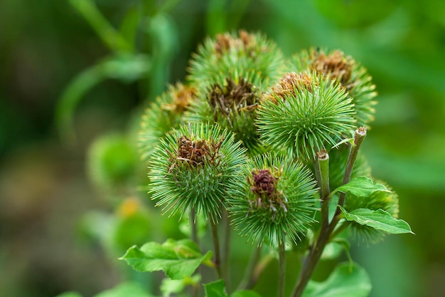 Flores de plátano medicinal