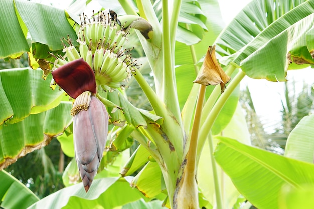 Las flores de plátano se pueden usar para cocinar