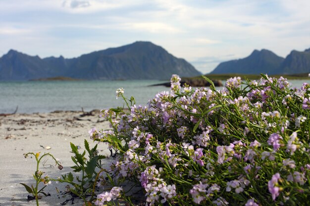 Flores en una playa y montaña con mar de fondo