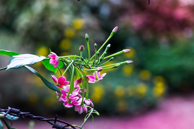 flores en plena floración en el jardín en un día soleado