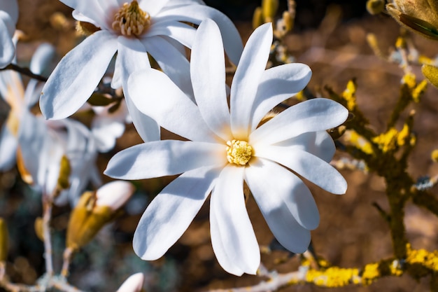 Foto flores de plumeria blanca en el jardín