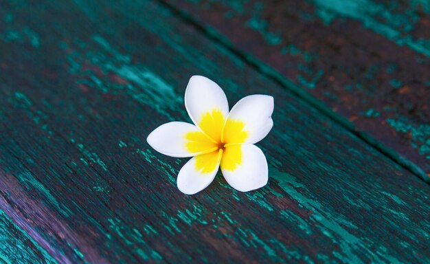 Foto flores de plumeria blancas sobre tablas de madera.