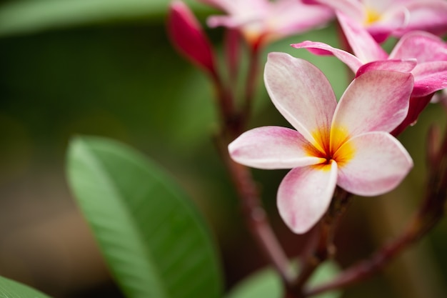 Flores de plumeria de color suave. dulce fondo azul