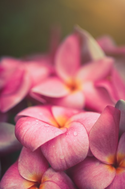 Flores de plumeria de color suave.