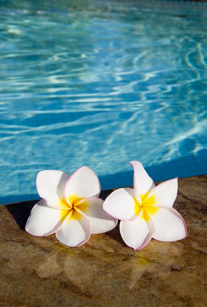 Flores Plumeria en piscina