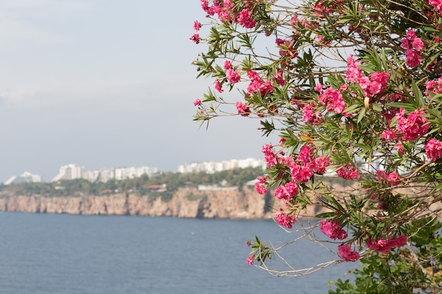 Flores Pnk desabrochando galho na árvore de verão em Antalya Turquia