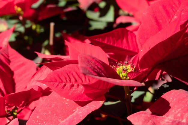 Foto flores de poinsettia con hojas rojas