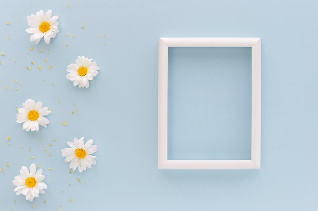 Foto flores y polen de la margarita blanca cerca del marco en blanco en fondo azul