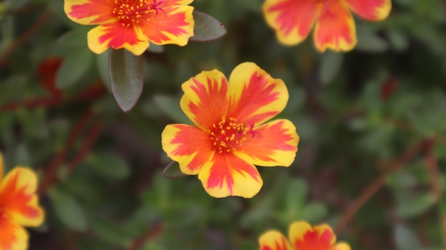 Flores de portulaca grandiflora de color amarillo anaranjado que florecen en la mañana alrededor de las nueve en punto