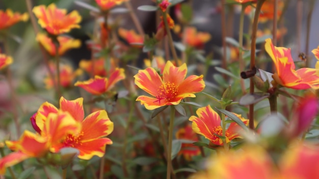 Flores de portulaca grandiflora de color amarillo anaranjado que florecen en la mañana alrededor de las nueve en punto