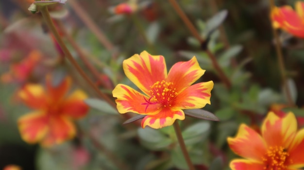 Flores de portulaca grandiflora de color amarillo anaranjado que florecen en la mañana alrededor de las nueve en punto