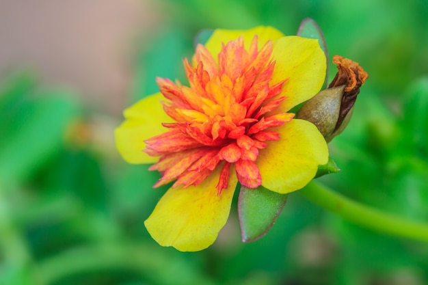 Flores Portulaca