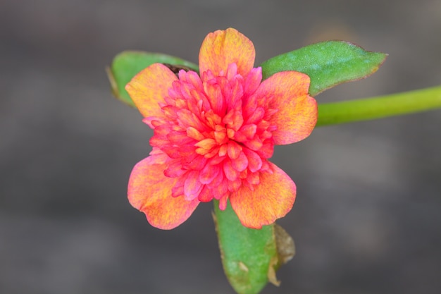 Foto flores de portulaca