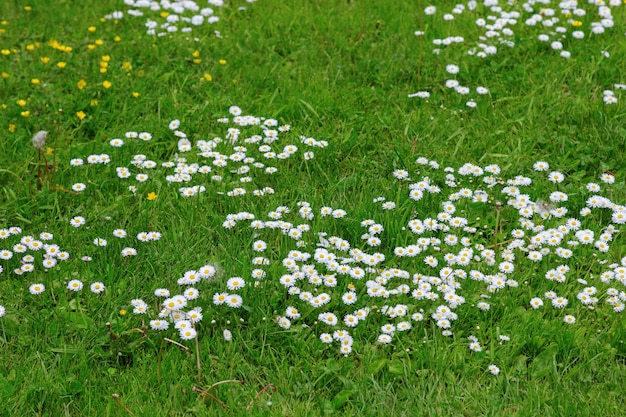 Flores de pradera Flores blancas y amarillas que crecen en campo. Muchas pequeñas manzanillas en el césped. Flores silvestres en el campo. .