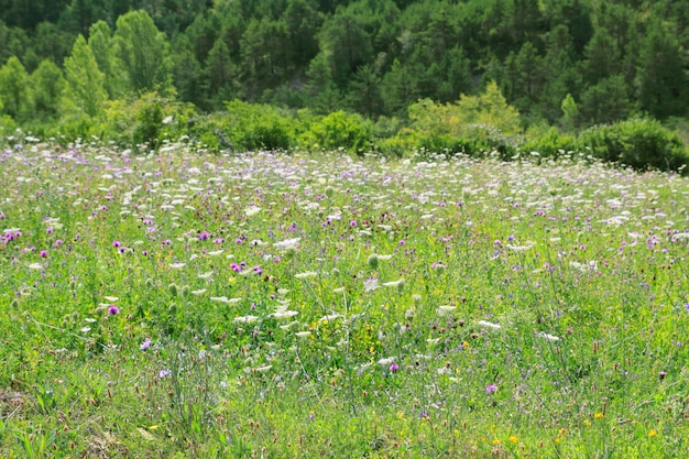 Flores prado campo al aire libre primavera naturaleza
